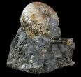 Hoploscaphites Ammonite Fossil - Montana #34174-1